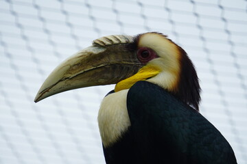 Wreathed hornbill © Colin