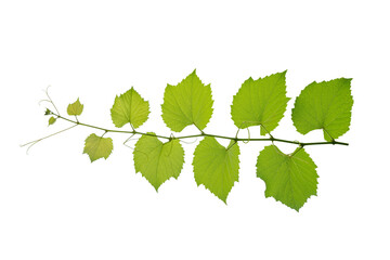 Fototapeta premium vine frame leaf vine circle Isolate on transparent background PNG file