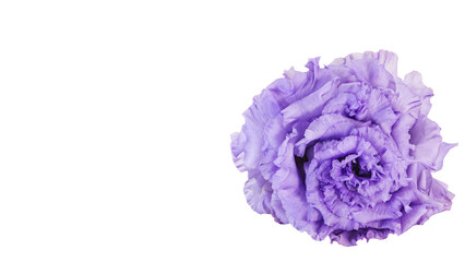 Obraz premium 紫色のトルコキキョウの花 マクロ撮影 背景透過 フラワー素材