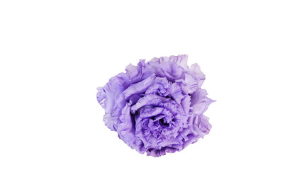 Obraz premium 紫色のトルコキキョウの花 マクロ撮影 背景透過 フラワー素材
