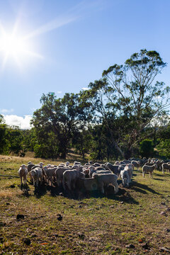 flock of sheep drinking at water trough in farm paddock under bright summer sunlight