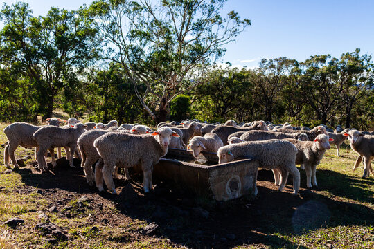 sheep drinking at stone water trough in farm paddock in summer morning sunshine