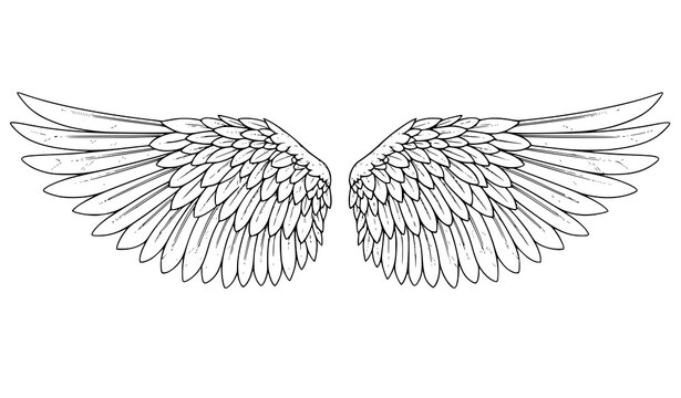 Detailed angel wings illustration with intricate feather line art decorative vector design