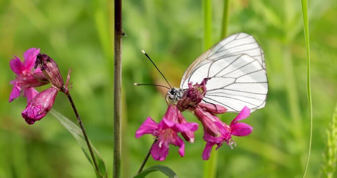 Butterfly Aporia crataegi, the black-veined white, is a large butterfly of the family Pieridae.