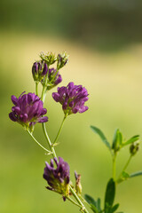 Obraz premium Pflanze Bastard Schneckenklee (Medicago sativa ssp. varia)