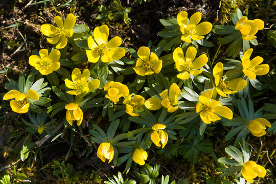 Pflanze Winterling (Eranthis hyemalis)