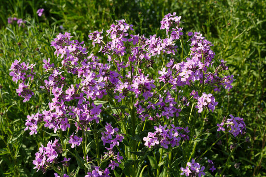 Gew&ouml;hnliche Nachtviole (Hesperis matronalis)