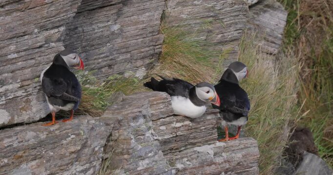 Atlantic puffin (Fratercula arctica), on the rock on the island of Runde (Norway).