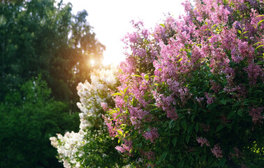 Blossoming colorful lilac bushes in spring sunny garden, abstract nature background. floral spring season concept. Relax, harmony of nature atmosphere. Beautiful Hungarian lilac (Syringa josikaea) © Ju_see