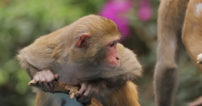 Macaques in nature. Macaques constitute a genus (Macaca) of gregarious monkeys. Macaques are found in a variety of habitats throughout the Asian continent and are highly adaptable.