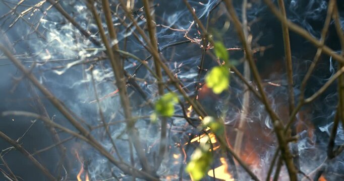 Forest fire in close-up. The branches of shrubs and trees are burning and smoking. Wildfires caused by arson or nature. Shot on super slow motion camera 1000 fps.