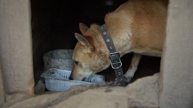 poor animal welfare, the dog is in poor conditions, animal care, have fun and enjoy