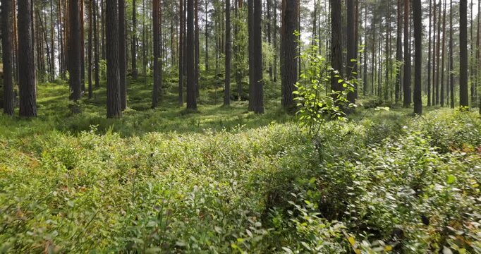 Aerial View of the Forest. Camera moves from the first person through the thicket of a pine forest
