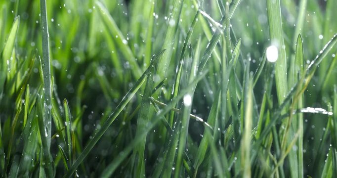 Green grass close-up raindrops slowly falling on the grass. Shot on super slow motion camera