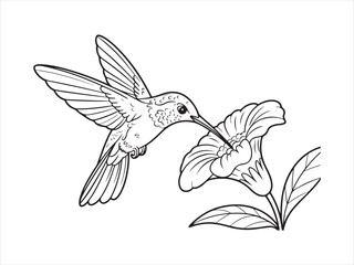 Hummingbird bird with flower line art, Outline Drawing of Hummingbird with Flower, Nature Wildlife Vector Illustration © AI Vector Stroker