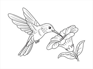 Hummingbird bird with flower line art, Outline Drawing of Hummingbird with Flower, Nature Wildlife Vector Illustration © AI Vector Stroker