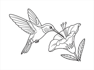 Hummingbird bird with flower line art, Outline Drawing of Hummingbird with Flower, Nature Wildlife Vector Illustration © AI Vector Stroker