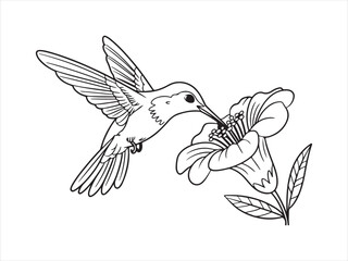 Hummingbird bird with flower line art, Outline Drawing of Hummingbird with Flower, Nature Wildlife Vector Illustration © AI Vector Stroker