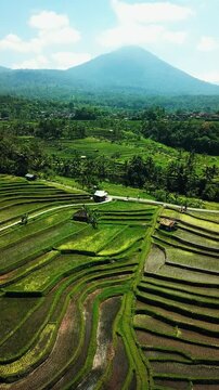 Jatiluwih Rice Terraces UNESCO World Heritage Site in Tabanan Bali Indonesia