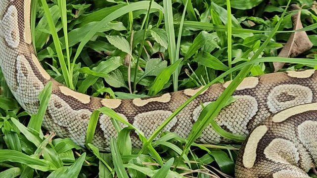 A stunning Ball Python with a beautiful patterned skin glides through lush green grass, showcasing its alert and graceful posture in its natural environment