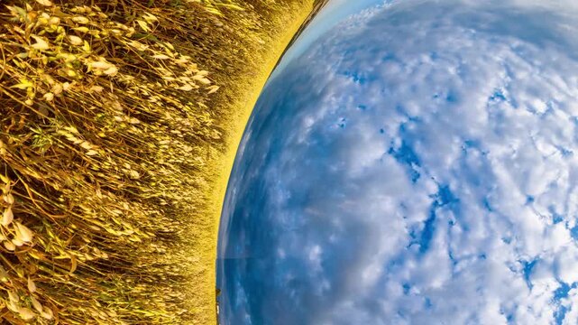 Girl field sunset walking through a golden oat field during a vibrant sunset with a unique tiny planet transition