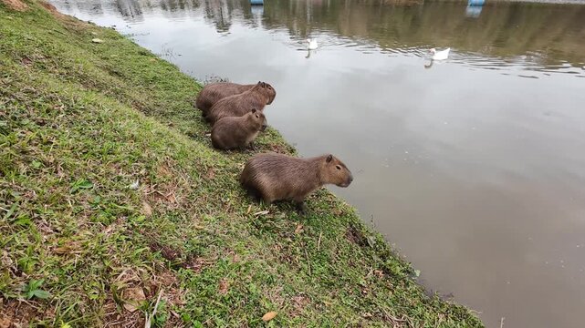 Springende Wasserschweine Capybaras springen in einen See in Brasilien