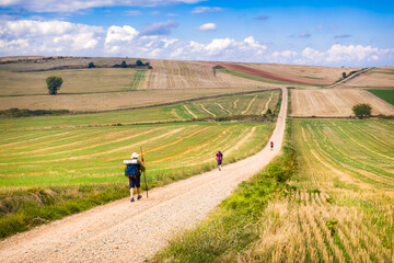 Obraz premium Pilgrims hiking through the vineyard landscapes of La Rioja on the Camino de Santiago French Way. Travelers walking a rural dirt path toward the horizon in Northern Spain.