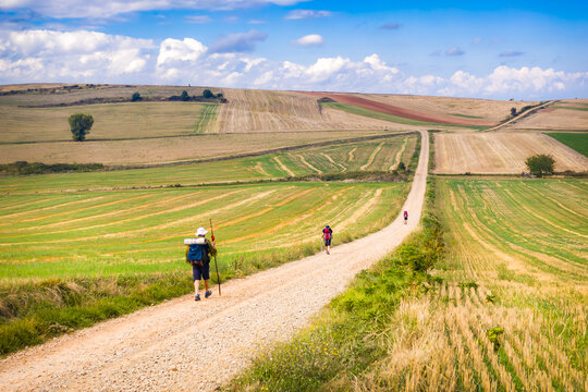 Pilgrims hiking through the vineyard landscapes of La Rioja on the Camino de Santiago French Way. Travelers walking a rural dirt path toward the horizon in Northern Spain.