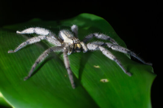 spinne