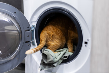 Playful ginger feline ventures into washing machine among vibrant towels during home exploration © Vera Aksionava