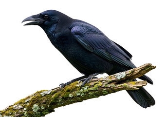 Fototapeta premium Black Raven Perched on Mossy Branch Isolated Transparent PNG