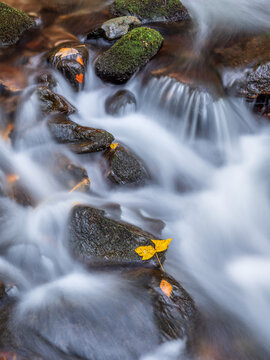 A yellow maple leaf lies on a moss covered rock in a small forest stream, Black Forest, Germany