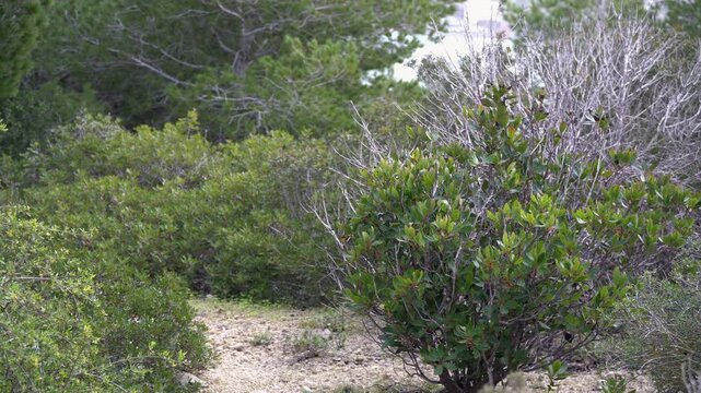 Typical low Mediterranean shrubs with leaves trembling in the wind, dense coastal scrubland vegetation filling the frame in natural outdoor setting