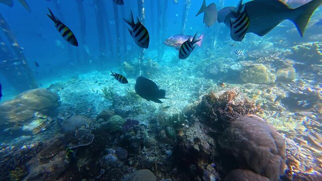 Underwater Wonders of the Tropical Reef with  Bumphead parrotfish  as Beauty of Coral Reef Biodiversity with ocean sea background	