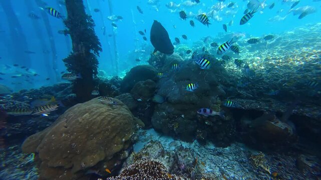 Underwater Wonders of the Tropical Reef with  Bumphead parrotfish  as Beauty of Coral Reef Biodiversity with ocean sea background	