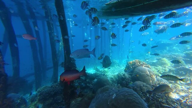 Underwater Wonders of the Tropical Reef with  Bumphead parrotfish  as Beauty of Coral Reef Biodiversity with ocean sea background	