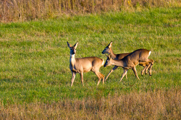 Rehe im Herbst in Brandenburg  © Karin Jähne