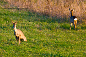 Rehe im Herbst in Brandenburg  © Karin Jähne