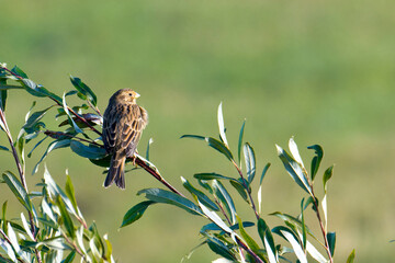 Grauammer auf einer Sitzwarte  © Karin Jähne