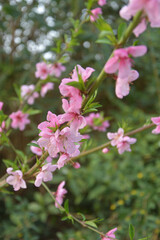 Peach blossoms (Prunus persica) blooming in Parc Monceau, Paris, France, early March 2026