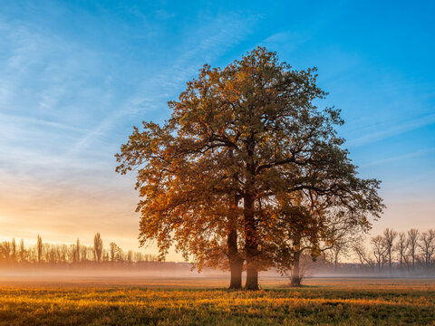 Twin Oak Tree in Meadow with Morning Fog at Sunrise in Autumn