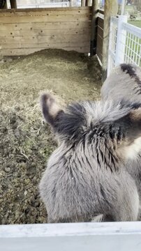 Close up portrait of a domestic donkey looking at the camera, 4K video
