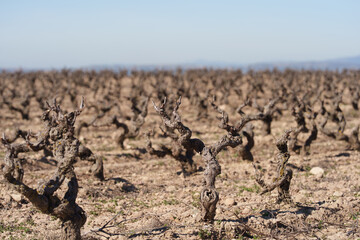 Naklejka premium Gnarled Pruned Vines in Vineyard Field with Blue Sky Copy Space