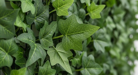 Obraz premium A detailed macro shot of ivy leaves climbing a wall. The image highlights the intricate vein patterns and the fresh green color of the young leaves.