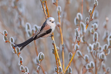 Raniuszek (Aegithalos caudatus) © Grzegorz