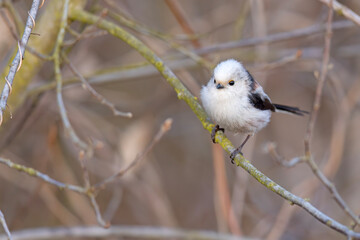 Raniuszek (Aegithalos caudatus) © Grzegorz