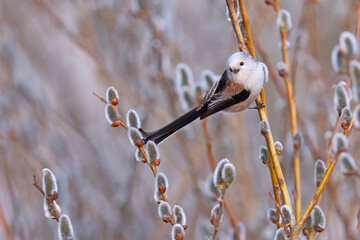 Raniuszek (Aegithalos caudatus) © Grzegorz