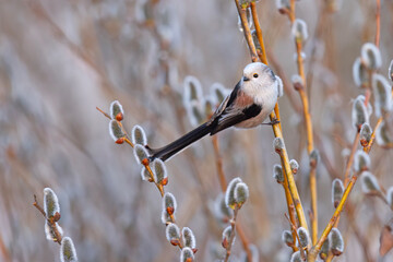 Raniuszek (Aegithalos caudatus) © Grzegorz