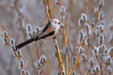 Raniuszek (Aegithalos caudatus) © Grzegorz
