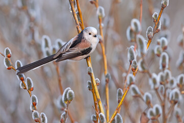 Raniuszek (Aegithalos caudatus) © Grzegorz